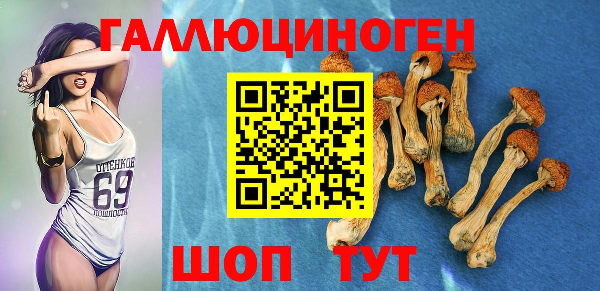 Тулун  Псилоцибиновые грибы Magic Shrooms  Псилоцибиновые грибы Psilocybine cubensis  Вход с VPN 